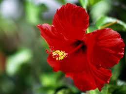 Maybe you would like to learn more about one of these? Medicinal Uses Of Hibiscus Leaves And Flower Blogs