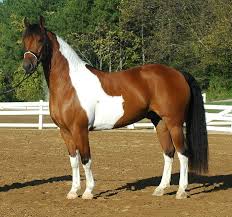 Paint Black And Brown Horse Crosses That Work In General Discussion Horse Related Forum Horses Pretty Horses Beautiful Horses