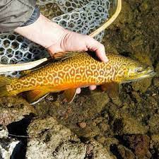 My Life Goal To Catch A Tiger Trout Fly Fishing Flies Trout Fish Cool Fish