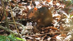 Having said this, most people confuse squirrel infestation with rat infestation, so it is important to know the difference between the two. Watch Meet The Agouti The Giant Yet Lovable Rodent Of The Amazon Absurd Creatures Wired