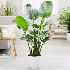 The strelitzia nicolai is also called the white bird of paradise plant. Baumstrelitzie Strelitzia Nicolai Pflanzen Und Pflegen Mein Schoner Garten
