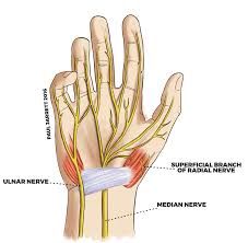 Image result for Normal Anatomic Position of the Hand and Wrist