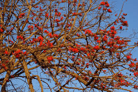 Image result for Bombax