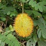 Image result for Momordica foetida