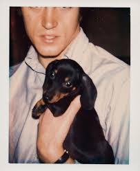 Andy Warhol's pets and animal love