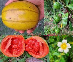 Image result for Pycreus macranthus