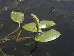 Image result for Potamogeton