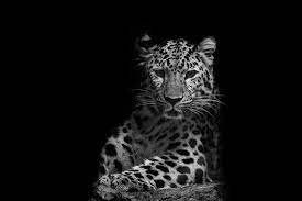 Leopard Photo Black And White Minimal Animal Art Print Etsy Leopard Portrait Amur Leopard Animal Photo Prints
