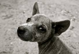5 can dogs get rabies from mice? 5 Misconceptions About Rabies Iamat