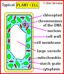 Check spelling or type a new query. Structure Plant Cell Animal Bacteria Cells Prokaryotes Eukaryotes Similarities Differences Function Of Nucleus Cytoplasm Cell Membrane Mitochondria Ribosomes Cell Wall Vacuole Chloroplasts Subcellular Structures Igcse O Level Gcse Biology Revision