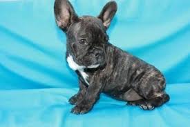Meet sweetie, a boxer dog for adoption, at underdog rescue of az in chandler, az on petfinder. Purebred French Bulldog Puppies For Sale In Phoenix Arizona Classified Americanlisted Com