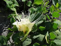 Image result for Capparis citrifolia