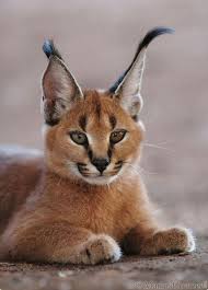 The more rare the cat, the higher the price. Siberian Caracal For Sale Online Shopping