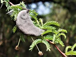 Image result for Acacia eriocarpa