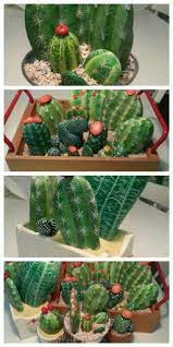 Il genere euphorbia è molto ampio ed eterogeneo, fanno parte di questo genere arbusti, piante succulente, piante con spine si. Con I Sassi Del Fiume Tante Piantine Grasse Pronte Per Essere Regalate Painted Rock Cactus Rock Crafts Rock Painting Designs