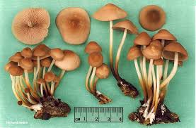 Image result for Marasmius sp.