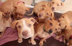 We have 2 beautiful brown and white male tuxedos available! Pitbull Puppy Adoption Best Friends Animal Society