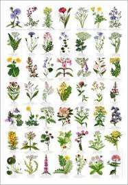 Will the next freeze kill the flowers? Bulb Flowering Plants Google Search Flower Identification Wild Flowers Common Wildflowers