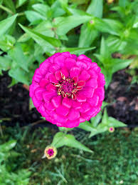 I try to grow a succession of them so that we. The Best Cut Flowers To Grow In Your Cutting Garden
