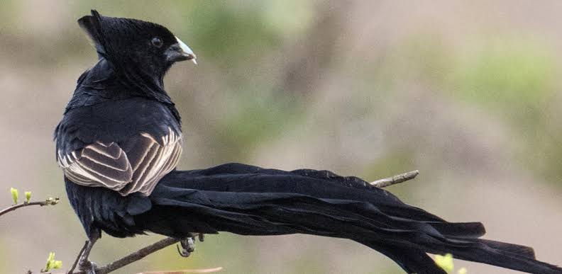 Birding in Mount Kenya National Park- Journeys Uganda!