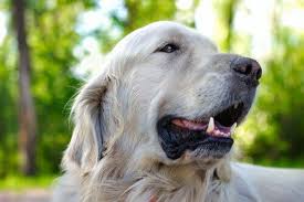 Golden retrievers are called america's sweethearts by some, and have been among the most popular breeds for decades. 5 Ting Du Bor Vite Om Katters Royting Pleie Og Tilbehor My Animals