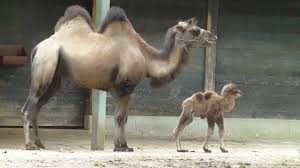 To prevent the sand from entering our eyes, darling. baby camel: The Animals With Questions Curiouspoints
