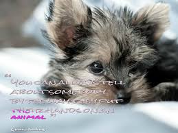 My question, however, is regarding the collocation of the words not about their meaning. Animal Quotes Stop Cruelty Against Animal Slogans And Posters Mystic Quote