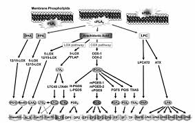 Its biosynthesis in the cervix involves conversion of arachidonic acid to prostaglandin h2 (pgh2) by. Https Publikationen Uni Tuebingen De Xmlui Bitstream Handle 10900 57171 Dissertation 20julia 20seegers Pdf Sequence 1 Isallowed Y