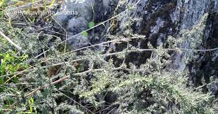 We did not find results for: Wild Asparagus Asparagus Acutifolius Meravigliosa Umbria