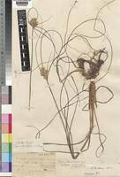 Image result for Pycreus fluminalis