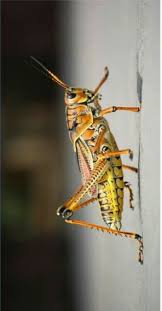 Arbitro di calcio, vincitore del premio florindo longagnani, ideatore e promotore di mille e più. Grillo Amarillo Saltamontes Insectos Grillos