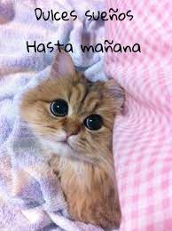 Buenas Noches Gatos Bonitos Gatos Gatitos Adorables