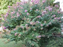 Image result for Lythraceae
