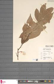 Image result for Napoleonaea angolensis