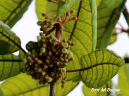 Image result for Pouteria pseudoracemosa