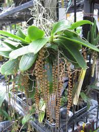 Image result for Chamaeangis