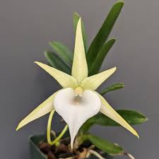 Image result for Angraecum infundibulare