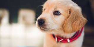 A puppy's first crate training session video supplementary notes for steps 1 to 8 because without first going through a crate training process, if you tried to crate your puppy. The Dog Whisperer Part Four A New Puppy S First Night Balanced Life