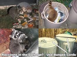 How to get rid of raccoons pooping on your deck. Raccoon Prevention How To Keep Raccoons Away And Out Of Your Yard Garden Pond Pool Or Garbage