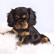Beautiful Black And Tan Cavalier King Charles Spaniel Puppy Cavalierkingcha King Charles Cavalier Spaniel Puppy Cavalier King Charles Dog King Charles Puppy