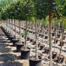 The ficus nitida, or indian laurel, is a beautiful dense shade tree that looks amazing and has many landscape uses. Cuban Laurel Indian Laurel Fig Green Island Fig Chinese Banyan Nitida Ficus Nitida Half Standart Ficus Microcarpa Nitida Moraceae Sms Marmara Group