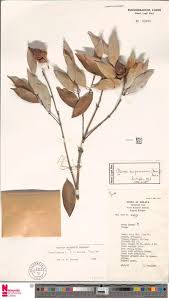 Image result for Homalium abdessammadii