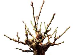 Compact tree for small gardens this shrub is deciduous so it will lose all its leaves in autumn, then. Bonsai Prunus Mume Japanese Flowering Apricot Ume Kagoshima Kobai Middle Size Bonsai Online Shopping Site Of Bonsai Treesfrom Japan