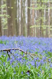 A beautiful forest and wonderful hiking area. Bluebell Forest Of The Hallerbos Bois De Jasmin