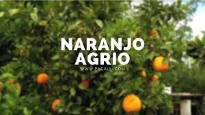 El Naranjo Agrio Youtube