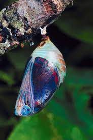 Pin En Azul Mariposa