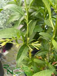 Image result for Cestrum nocturnum