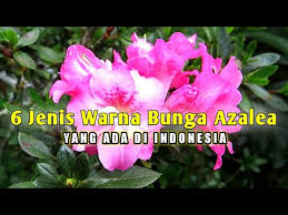 Ask anything you want to learn about bunga azalea by getting answers on askfm. 6 Jenis Warna Bunga Azalea Yang Ada Di Indonesia Ericaceae Youtube