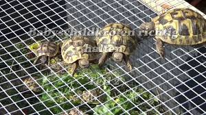 Winterruhe (die bezeichnung winterschlaf ist bei schildkröten nicht korrekt). Babyschildkroten Richtig Halten Teil 2 Winterruhe Youtube