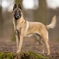 The groenendael, the laekenois, the tervuren, or the malinois. Belgian Malinois Grooming Bathing And Care Espree